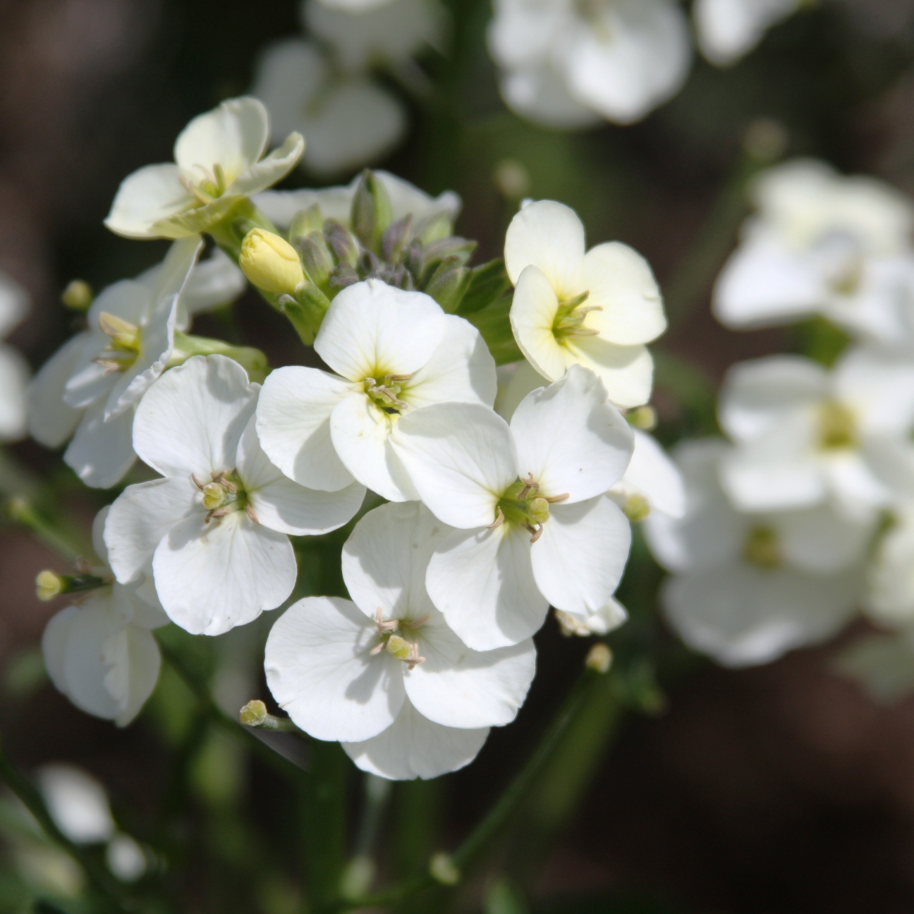 LAEN wallflower closeup