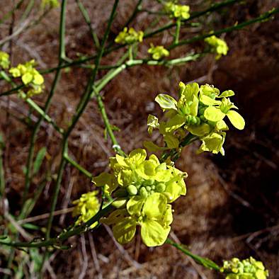 LAEN wild mustard