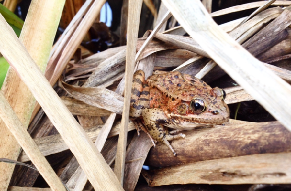 California red-legged frog in leaf litter