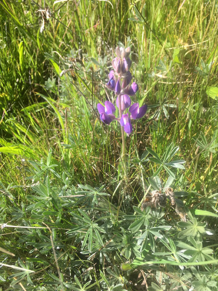 A flowering lupine plant