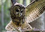 Northern Spotted Owl landing