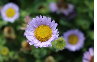 Seaside daisies by Yakuta Poonwalla