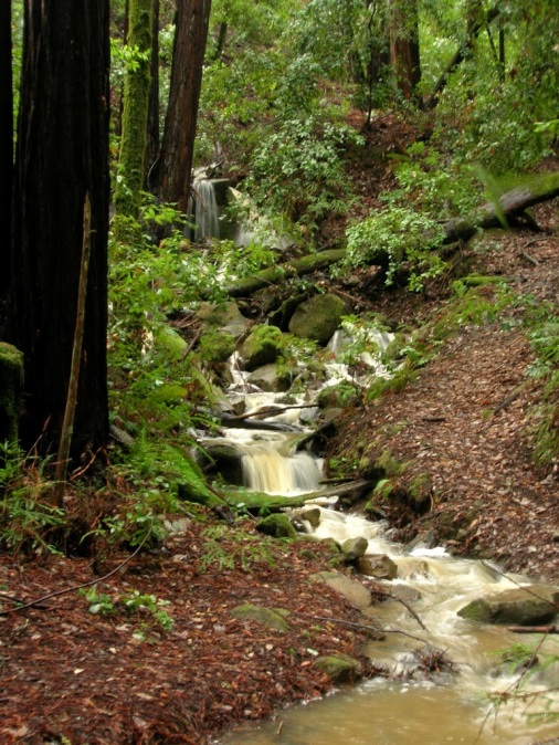 Cascades in Phleger Estate