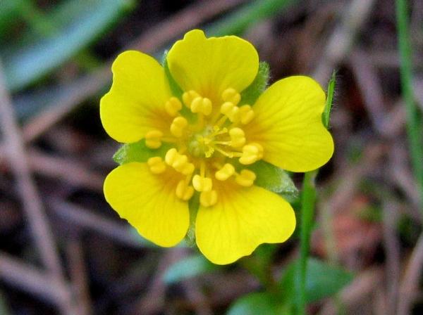 Hickman's Potentilla flower