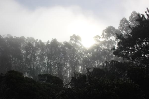 Fog break over forest