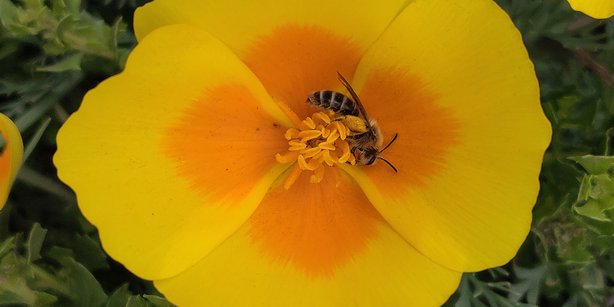 Bee visiting a yellow poppy near Abbots Lagoon