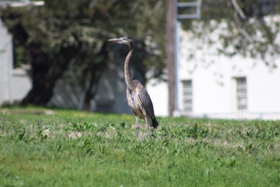 sf_greatblueheron_apr18