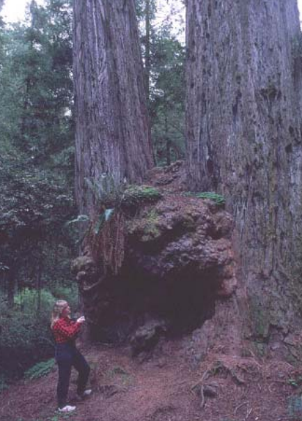 Redwood burl