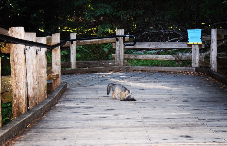 Young grey fox with prey on a boardwalk