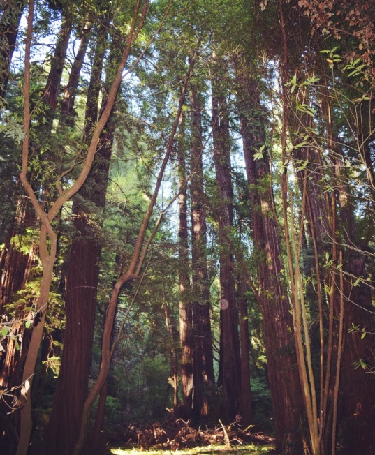 Redwood family circle