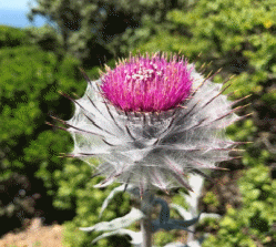 Cobweb thistle