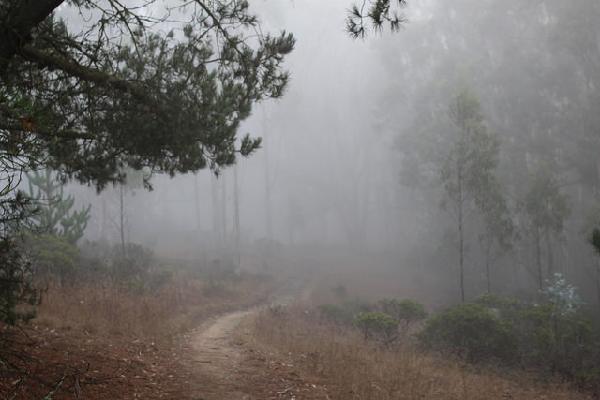 A trail shrouded in fog