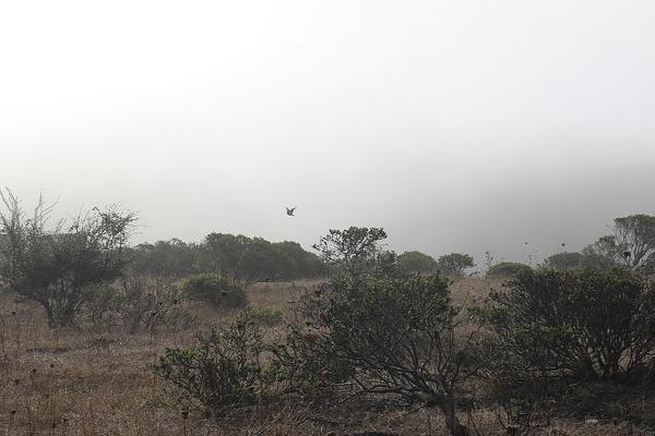 A bird emerging from the fog