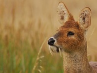 marin_Chinesewaterdeer