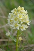 marin_deathcamas_apr18