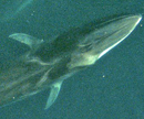 Fin whale (NOAA)