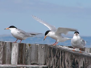 sf_forsterstern_mar18