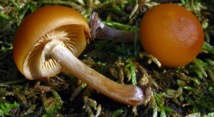 Galerina Mushroom-feb18