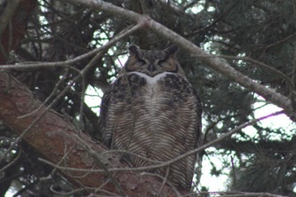 sf_greathornedowl_mar18