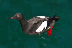 sf_guillemot_mar18