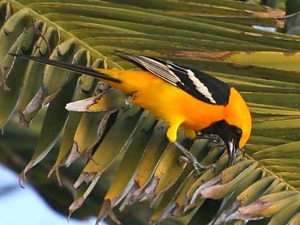 sf_hoordedoriole_mar18