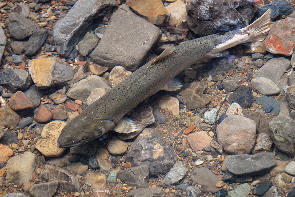salmon in redwood creek
