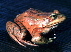 California red-legged frog