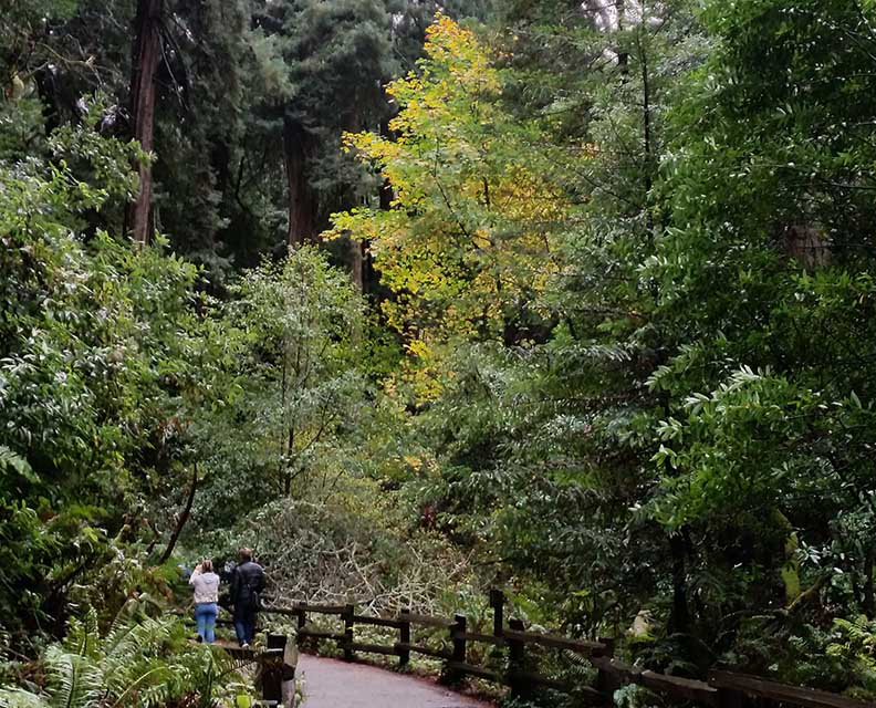 Muir woods autumn