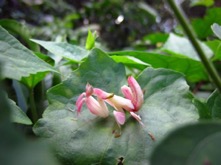 marin_Malaysian orchid mantis