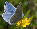 Mission Blue Butterfly, Photo by Will Elder