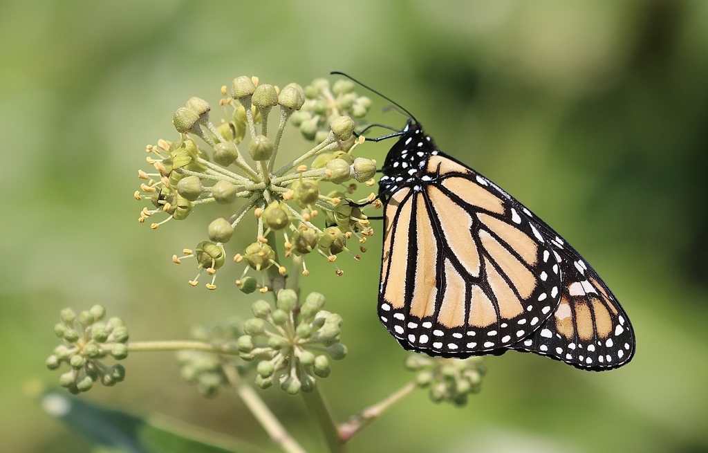 Monarch butterfly by Morgan Stickrod via iNaturalist