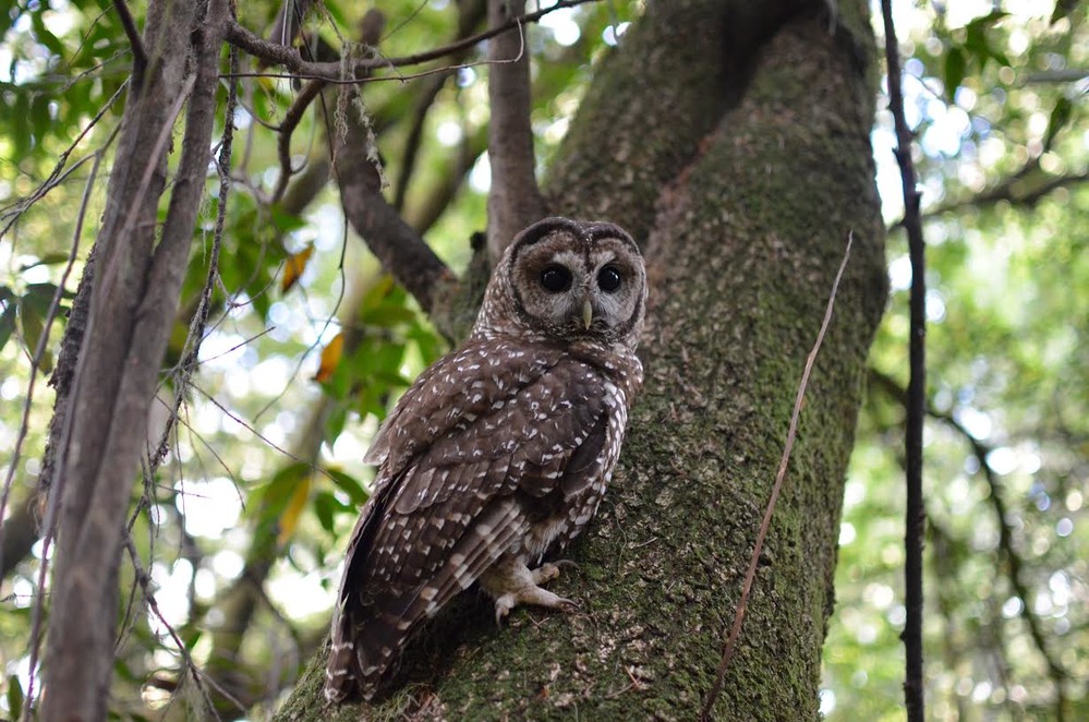 Northern Spotted Owl Credit Taylor Ellis/NPS