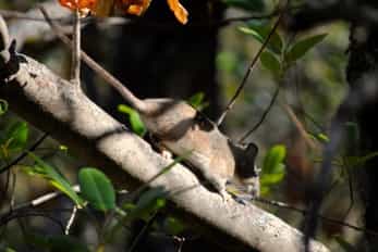 dec17marin-dusky-footedwoodrat