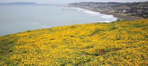 Mori Point covered with blooming wildflowers