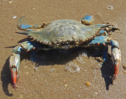 A large blue and red crab