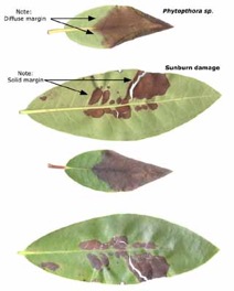 sm_phytosun_aug18