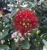 Pokhutukawa_sf_july