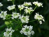 marin_poisonhemlock1