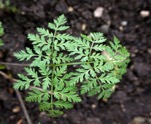 marin_poisonhemlock2