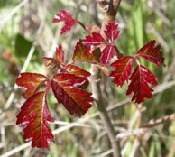 Poison Oak-feb18