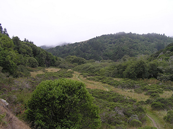 The Redwood Creek Trail