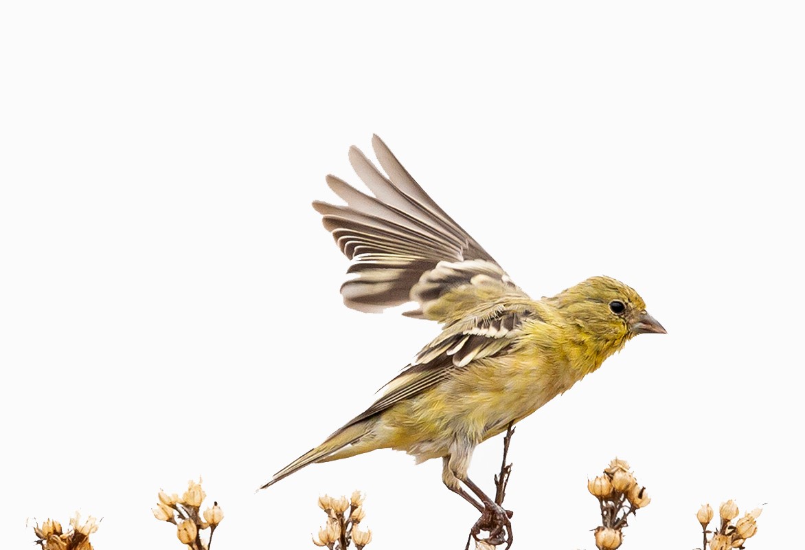 Lesser Goldfinch by Alison Taggart-Barone