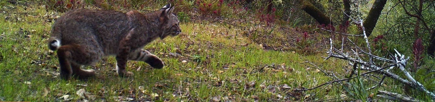 Bobcat on the prowl