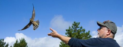 Person releasing a hawk