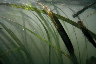 Underwater view of aquatic plant