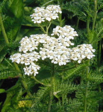 Cluster of small, white yarrow flowerheads