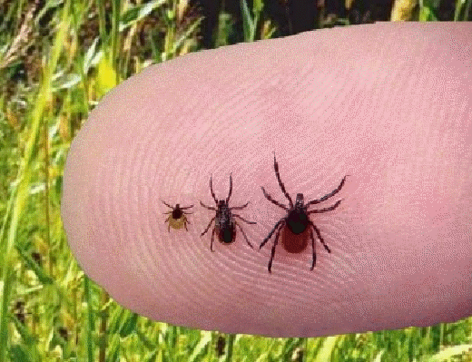 Ticks on a fingertip showing their various sizes