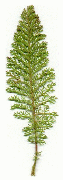 Yarrow leaves, photographed against a white background