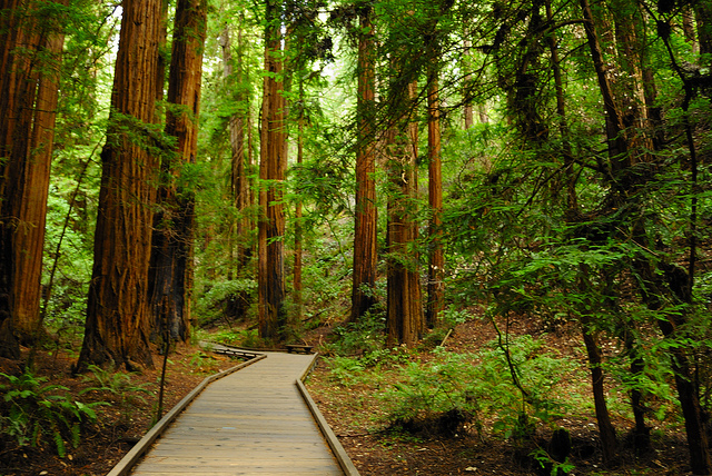 Muir Woods boardwalk surrounded by towering redwoods