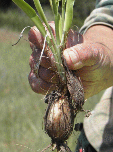 Bulb of a soap root plant